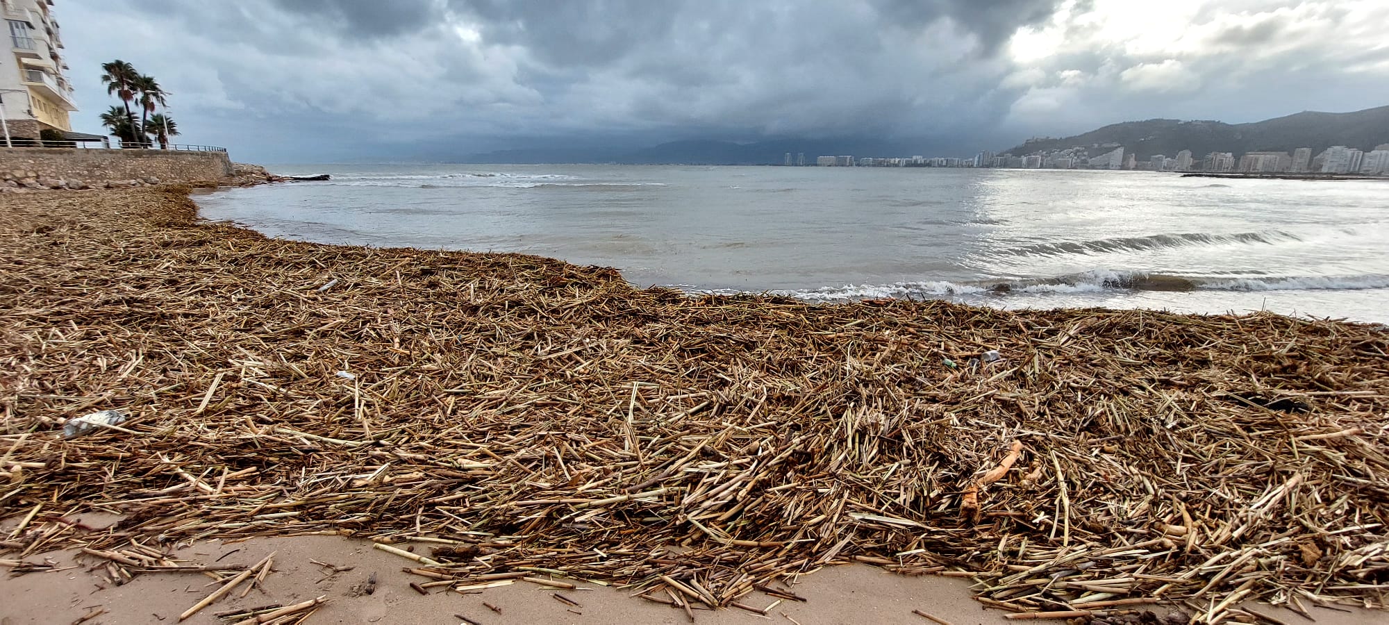 playa de cullera después de la dana con cañas acumuladas en la orilla
